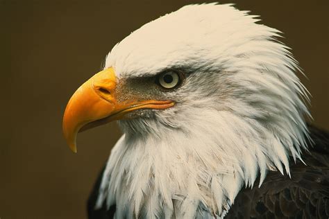 De Eagle .